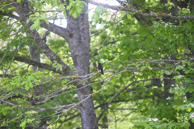 夏の自然の背景 公園の木 木の枝に座っている鳥