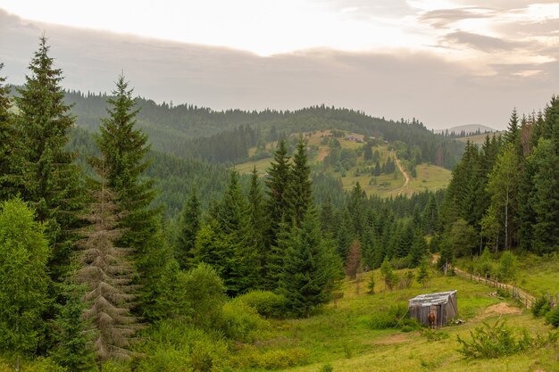 Summer nature landscape of Karpaty Mountains.