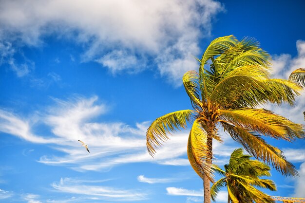 Summer nature scene. coconut palm trees with sunny blue sky