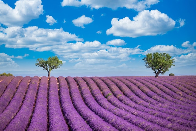Summer nature scenic floral landscape in provence purple lavender with trees and idyllic sunny sky