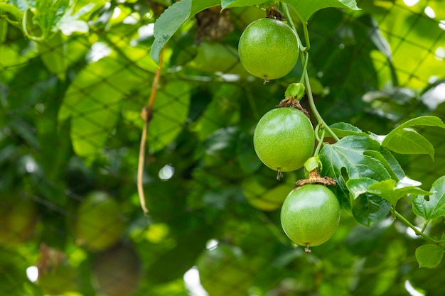 Summer orchard fruit plump green passion fruit