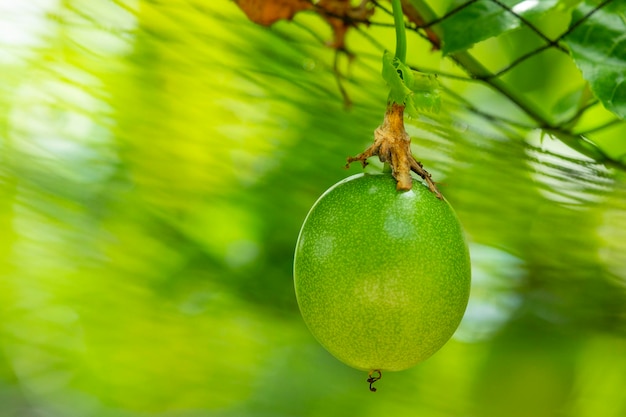 夏の果樹園 フルーツ ふっくらグリーンパッションフルーツ