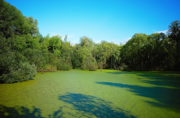 Summer overgrown pond in city park landscape