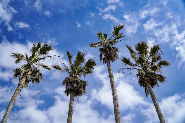 青い空を背景に夏のヤシの木