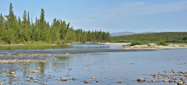 Summer panorama of the taiga river in the Polar Urals