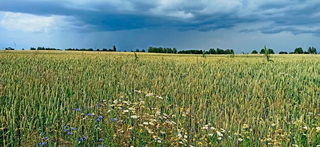 Summer panorama with grain field and rain clouds Dark clouds over field of rye