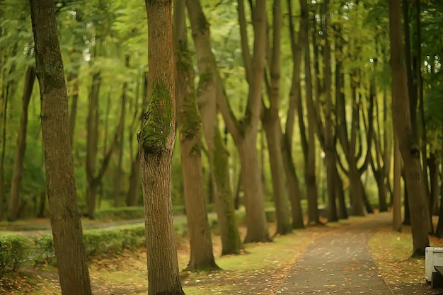 summer park background / nature trees green leaves, abstract background summer view