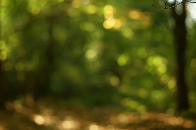 summer park background / nature trees green leaves, abstract background summer view