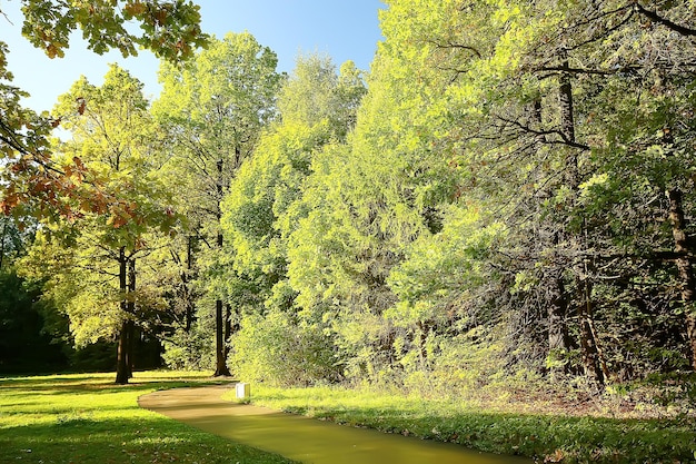 summer park background / nature trees green leaves, abstract background summer view