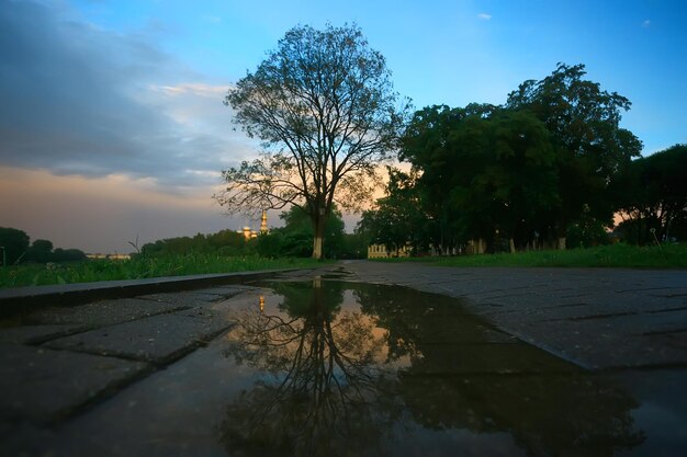 summer park landscape, green trees and walkway in the summer city park