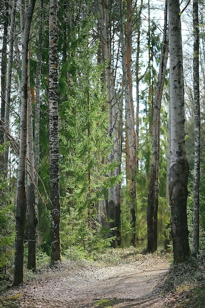 summer park landscape / seasonal view, green trees in summer, concept nature walk, ecology, eco