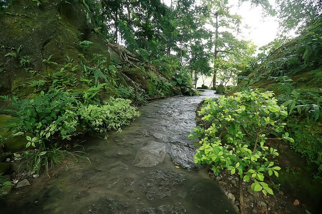 サマーパークの風景/季節の景色、夏の緑の木々、コンセプトネイチャーウォーク、エコロジー、エコ