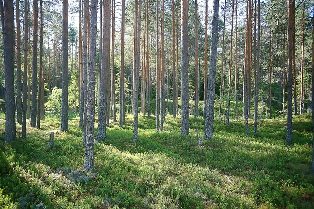 summer park landscape / seasonal view, green trees in summer, concept nature walk, ecology, eco