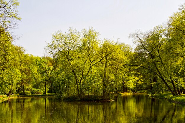 Summer park trees