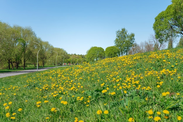 Summer park with a field of yellow dandelions
