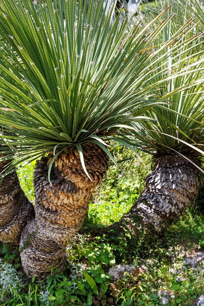 Summer park with palm trees.