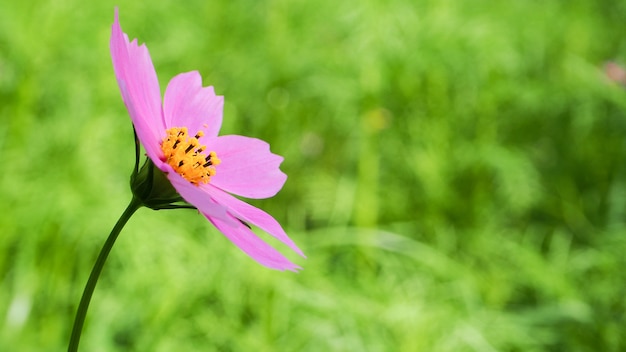 Summer pink flower