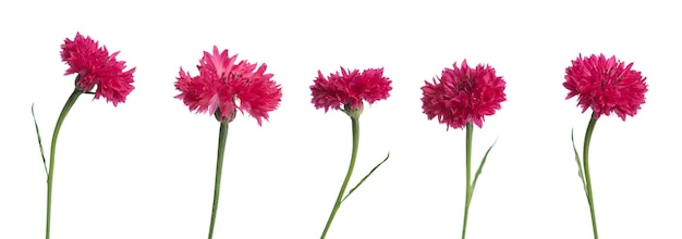 Summer pink flowers on a white isolated background in different angles