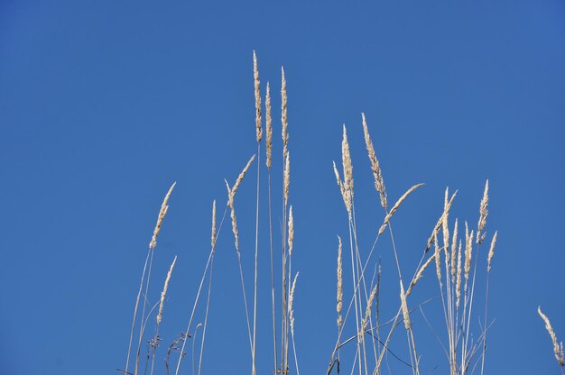 Summer plant against blue sky