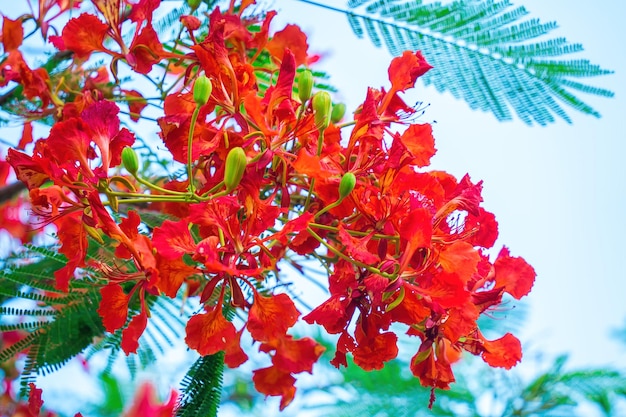 Summer Poinciana phoenix는 열대 또는 아열대 지방에 서식하는 꽃 피는 식물 종입니다. Red Flame Tree Flower Royal Poinciana