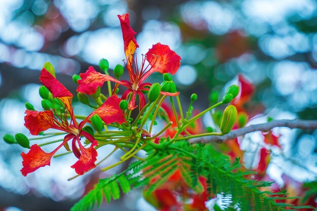 Летний пуансианский феникс - это вид цветущего растения, обитающий в тропиках или субтропиках. Красное пламя Дерево Цветок Королевский пуансиана