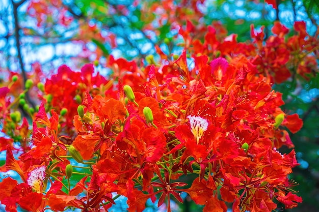 Summer Poinciana phoenix는 열대 또는 아열대 지방에 서식하는 꽃 피는 식물 종입니다. Red Flame Tree Flower Royal Poinciana