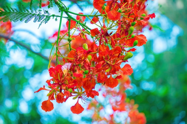 夏のポインシアナフェニックスは、熱帯または亜熱帯に生息する顕花植物種です。赤い炎の木の花ロイヤルポインシアナ