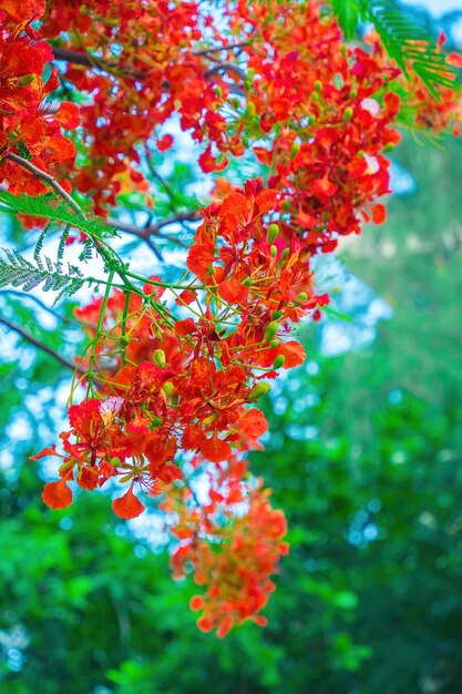 Summer Poinciana phoenix는 열대 또는 아열대 지방에 서식하는 꽃 피는 식물 종입니다. Red Flame Tree Flower Royal Poinciana