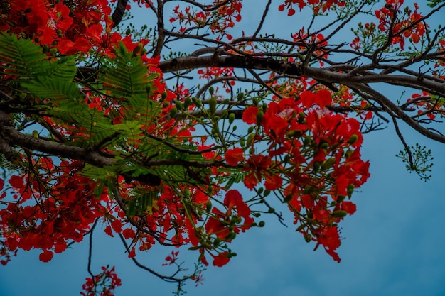 Летний Poinciana phoenix - это цветущее растение, обитающее в тропиках или субтропиках Red Flame.