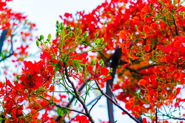 Летний Poinciana phoenix - это цветущее растение, обитающее в тропиках или субтропиках.