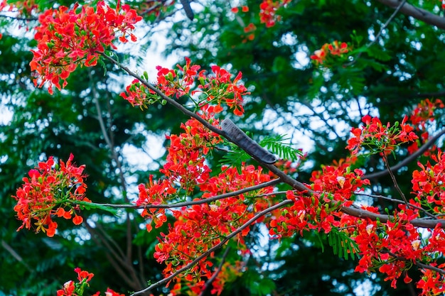 Летний Poinciana phoenix - это цветущее растение, обитающее в тропиках или субтропиках.