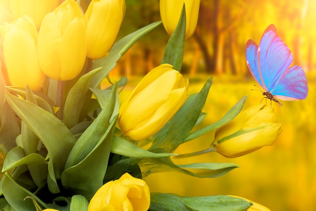 Summer postcard. yellow tulips with blue butterfly in the park in summer. High quality photo