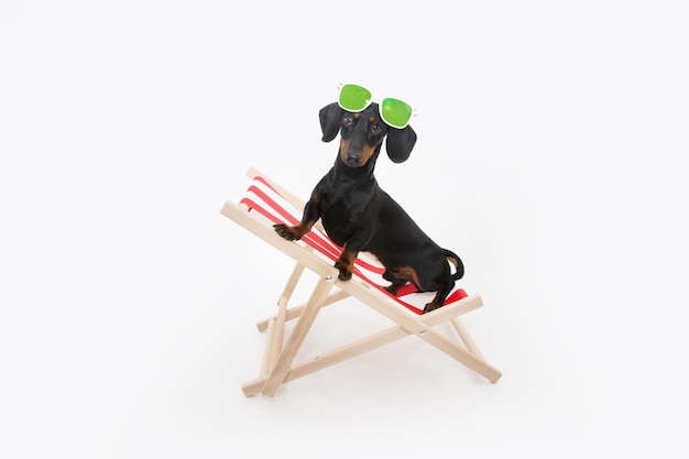 Summer puppy dog sitting on beach chair and wearing sunglasses Isolated on white background