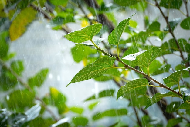 夏の雨滴が緑の葉に並んでいます