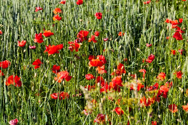 Summer red poppies with defects