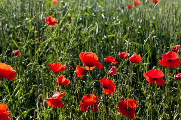 Summer red poppies with defects