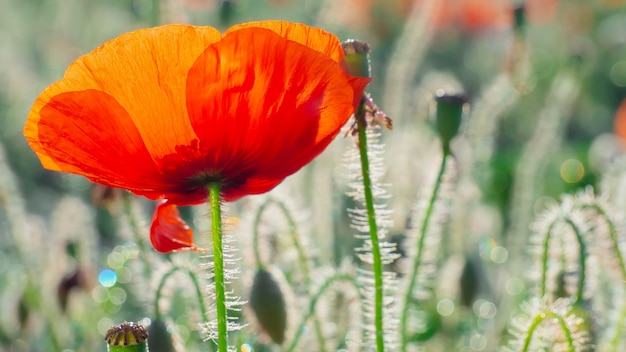 Summer red poppy field in the field