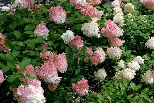 Photo summer red and white flowers garden on a bright sunny day closeup