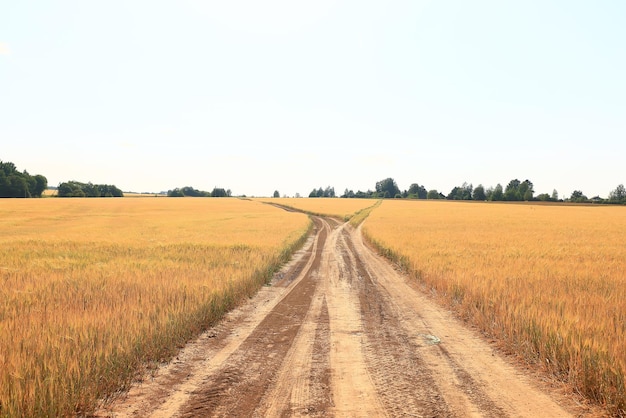 summer road in the field landscape nature meadow