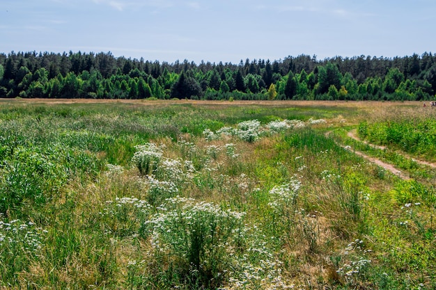 Summer rural landscape. Field, forest and blue sky.