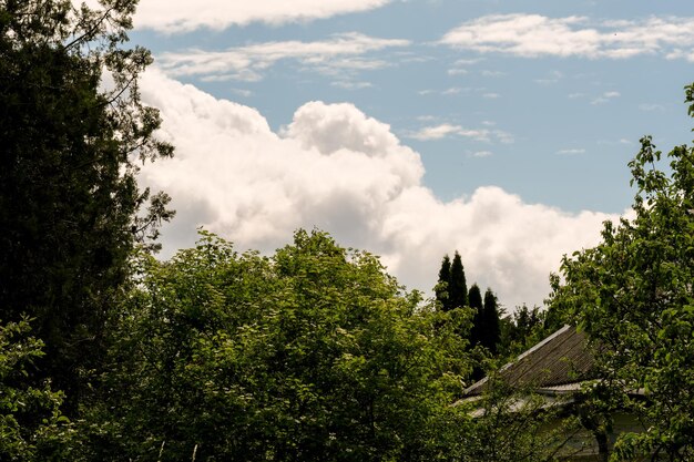 Summer rural landscape on a sunny day