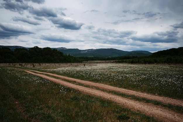 花の咲く牧草地の道と畑に春の野花を育てる夏の田園風景 | プレミアム写真