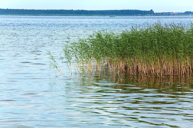 Летний бурный вид на озеро с растениями на поверхности воды