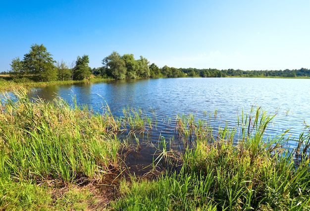 Summer rushy lake view with small grove on opposite shore