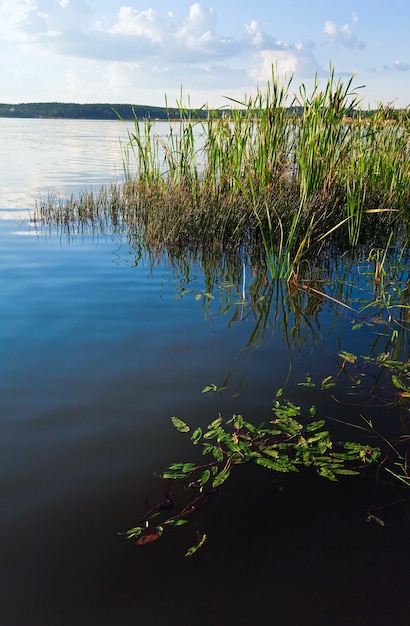 Estate rushy vista lago con alcune piante sulla superficie dell'acqua