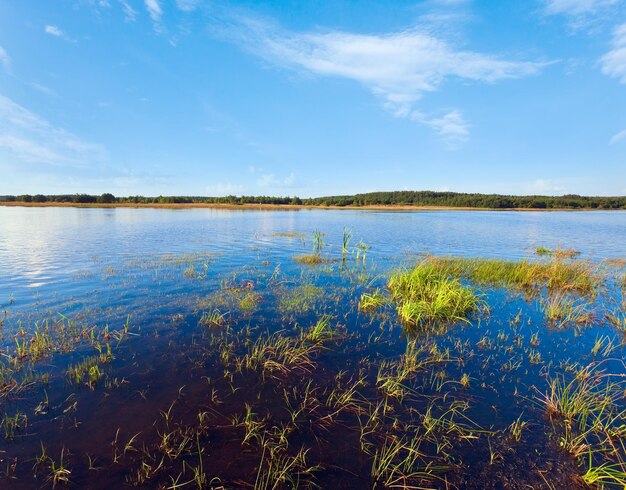 Summer rushy lake