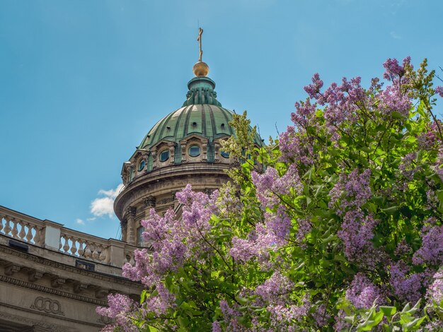 The summer scenic with Kazan Cathedral in lilac flowers