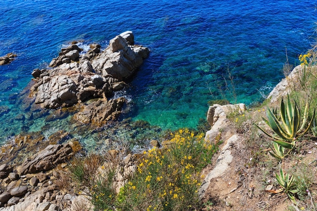 黄色い花とリュウゼツランの植物（スペイン）と夏の海の岩の多い海岸の景色。