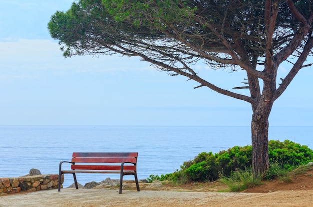 Summer seascape from observation area with bench and evergreen tree.