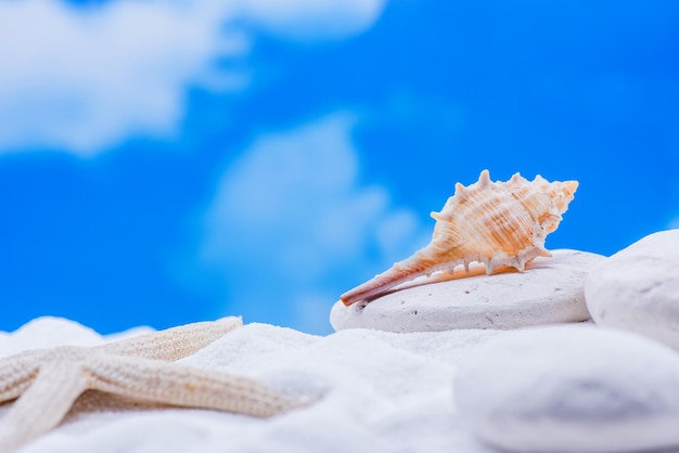 Foto stagione estiva in spiaggia con cielo azzurro